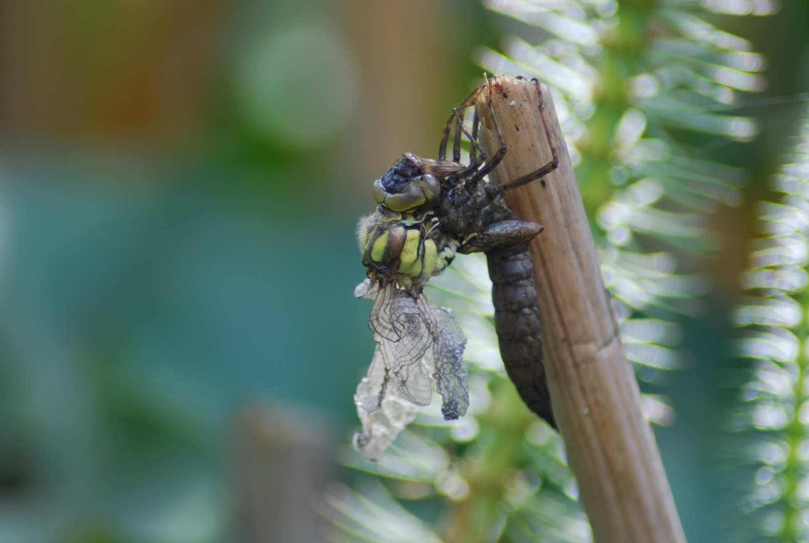 Libelle schlüpft