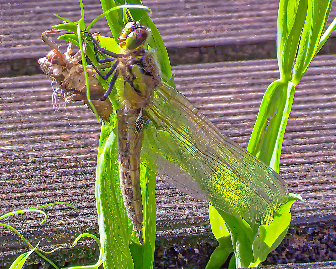 Libelle-Schlupf