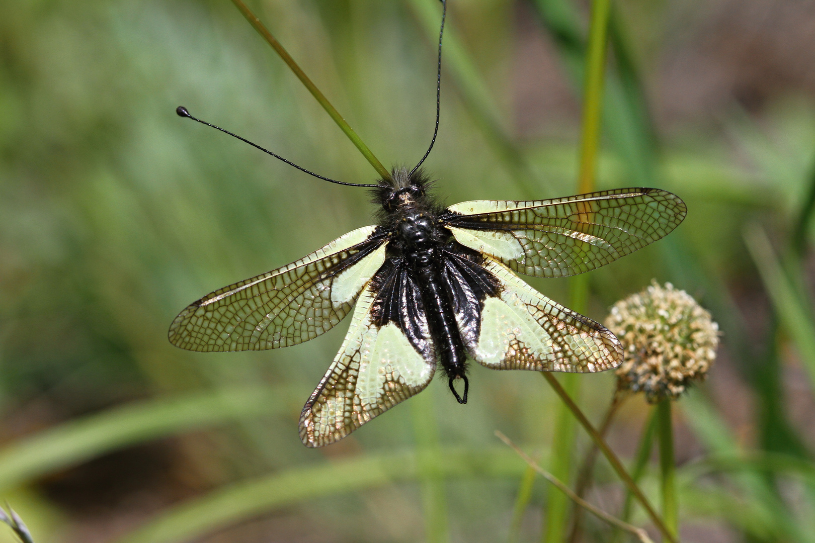 Libelle, Schmetterling oder doch etwas anderes?