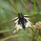 Libelle, Schmetterling oder doch etwas anderes?