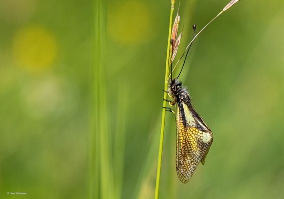 Libelle Schmetterlingshaft ...