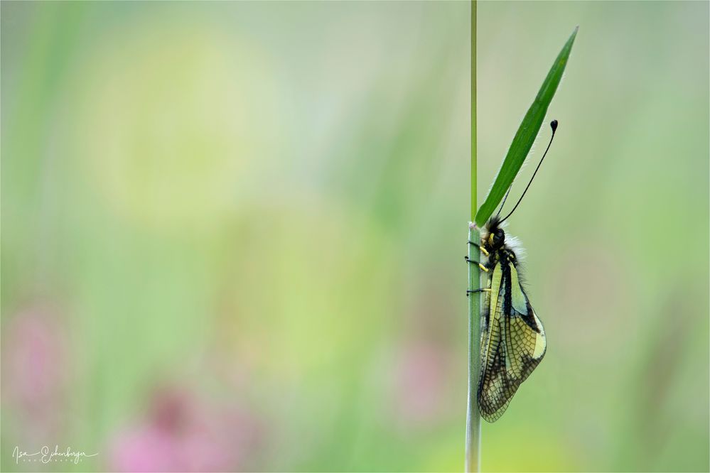 Libelle-Schmetterlingshaft