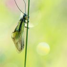 Libelle-Schmetterlingshaft