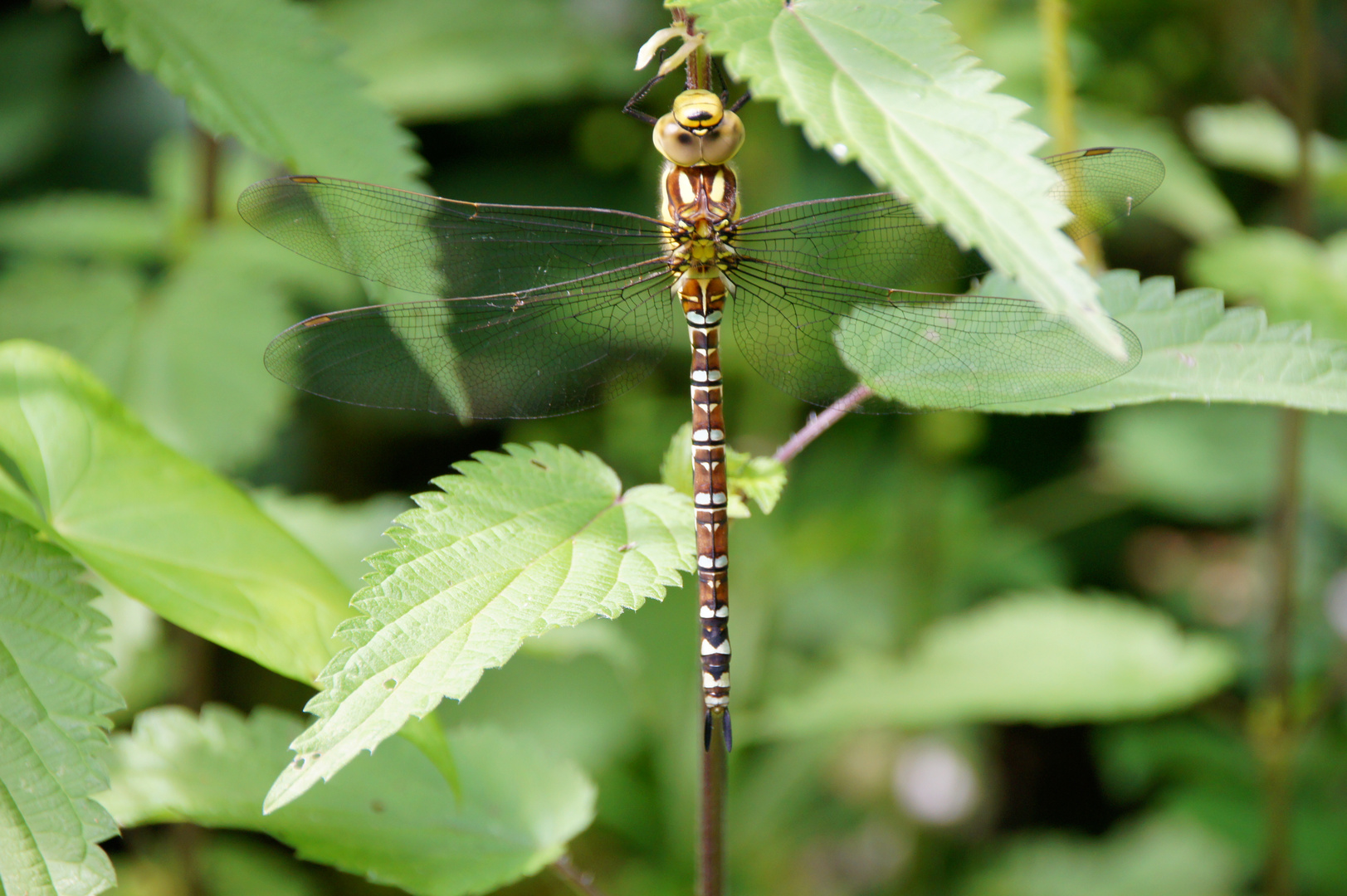 Libelle , schön stillgehalten