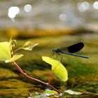 Libelle schwarz blau (Calopteryx ancilla)