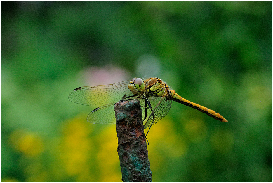 Libelle, seitlich