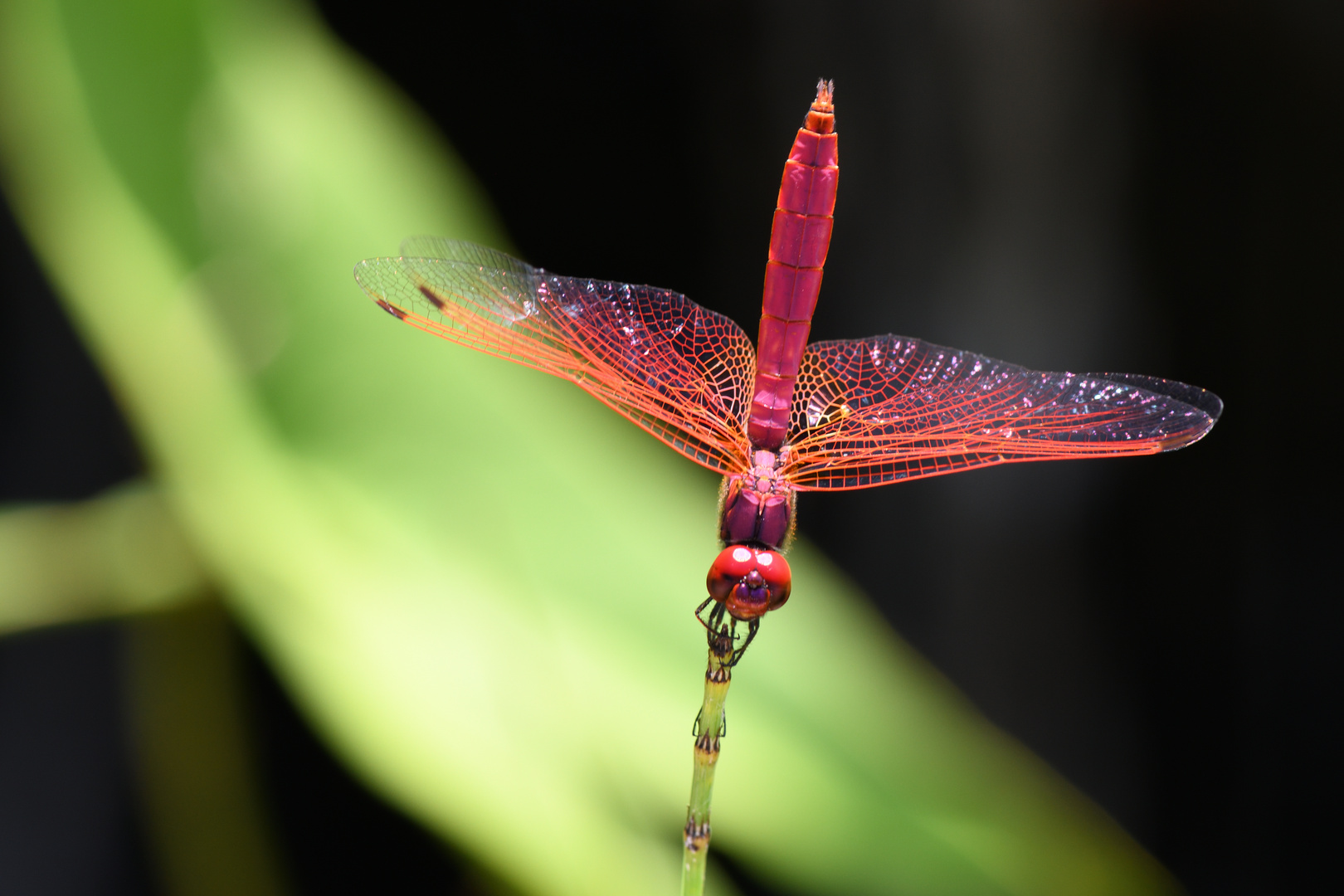 Libelle, Singapur