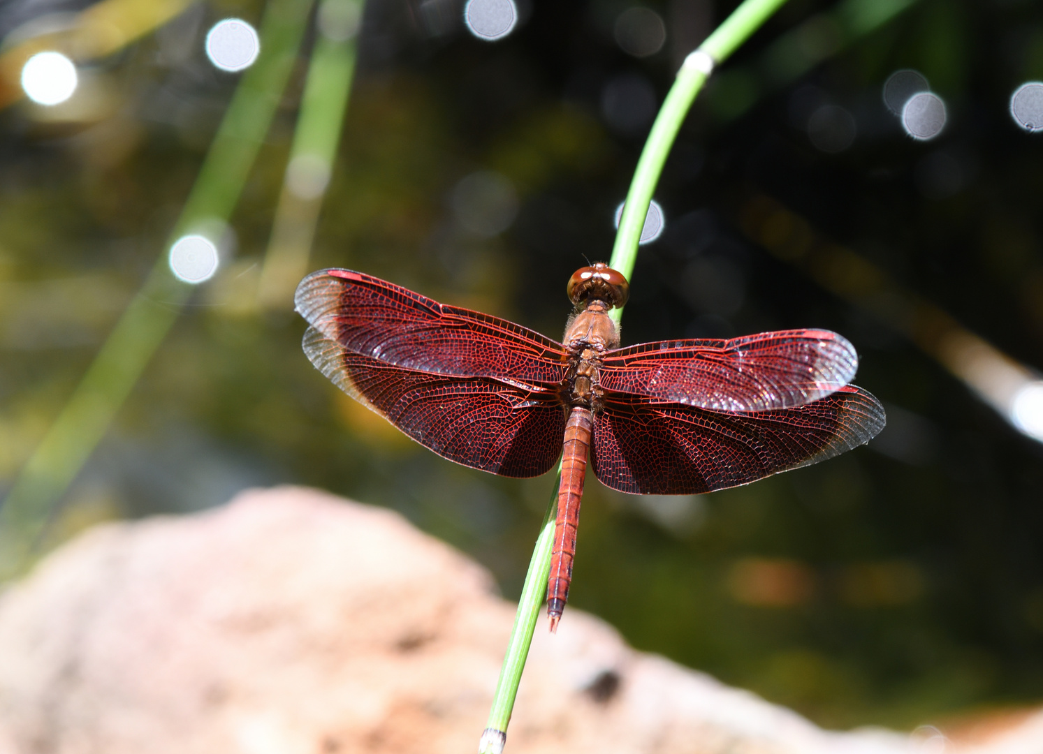 Libelle, Singapur