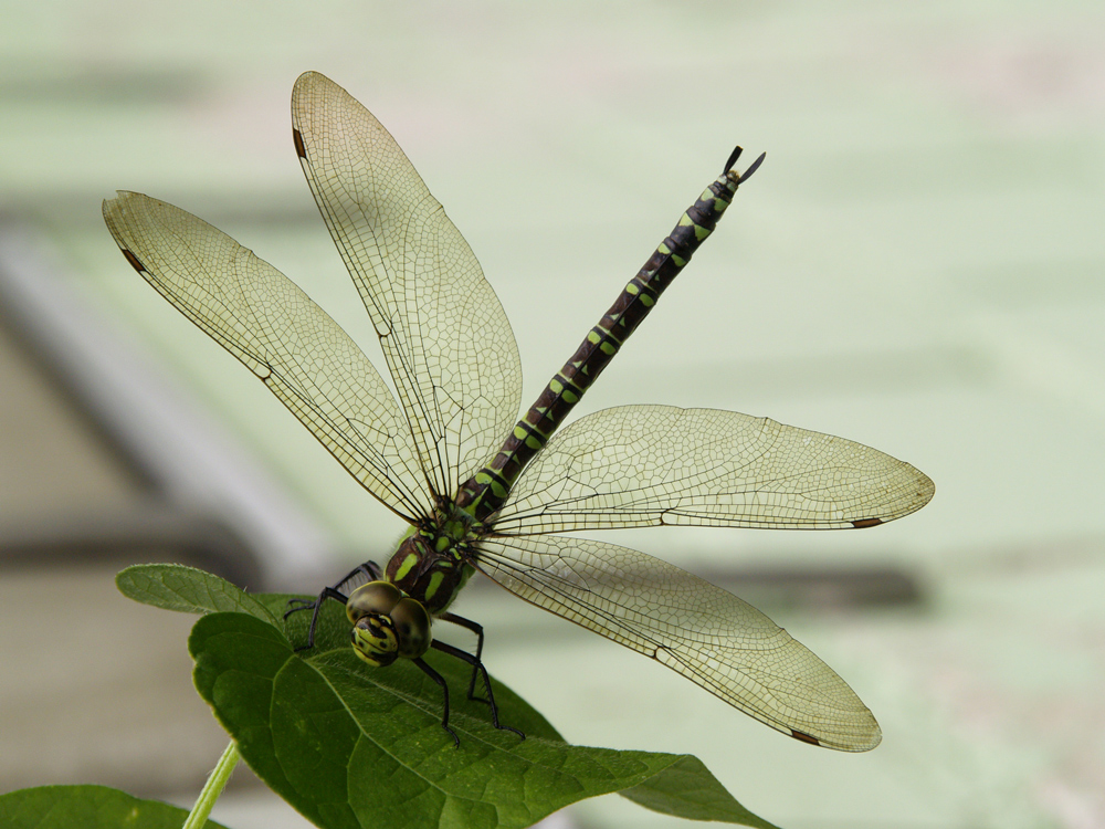 Libelle, soeben gelandet