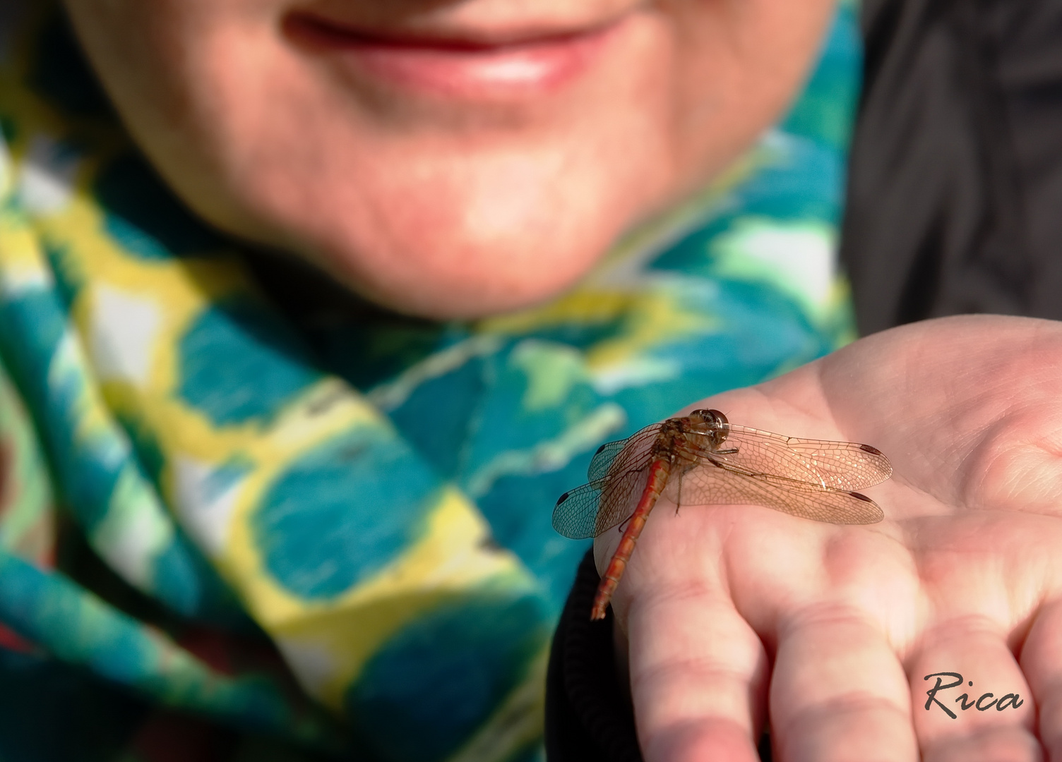 Libelle, Sonne und ich