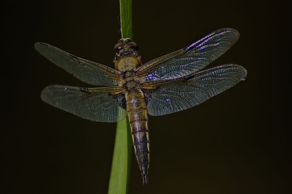 Libelle Sonnenbad