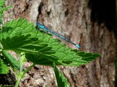 Libelle sonnt sich. Hufeisen-Azurjungfer