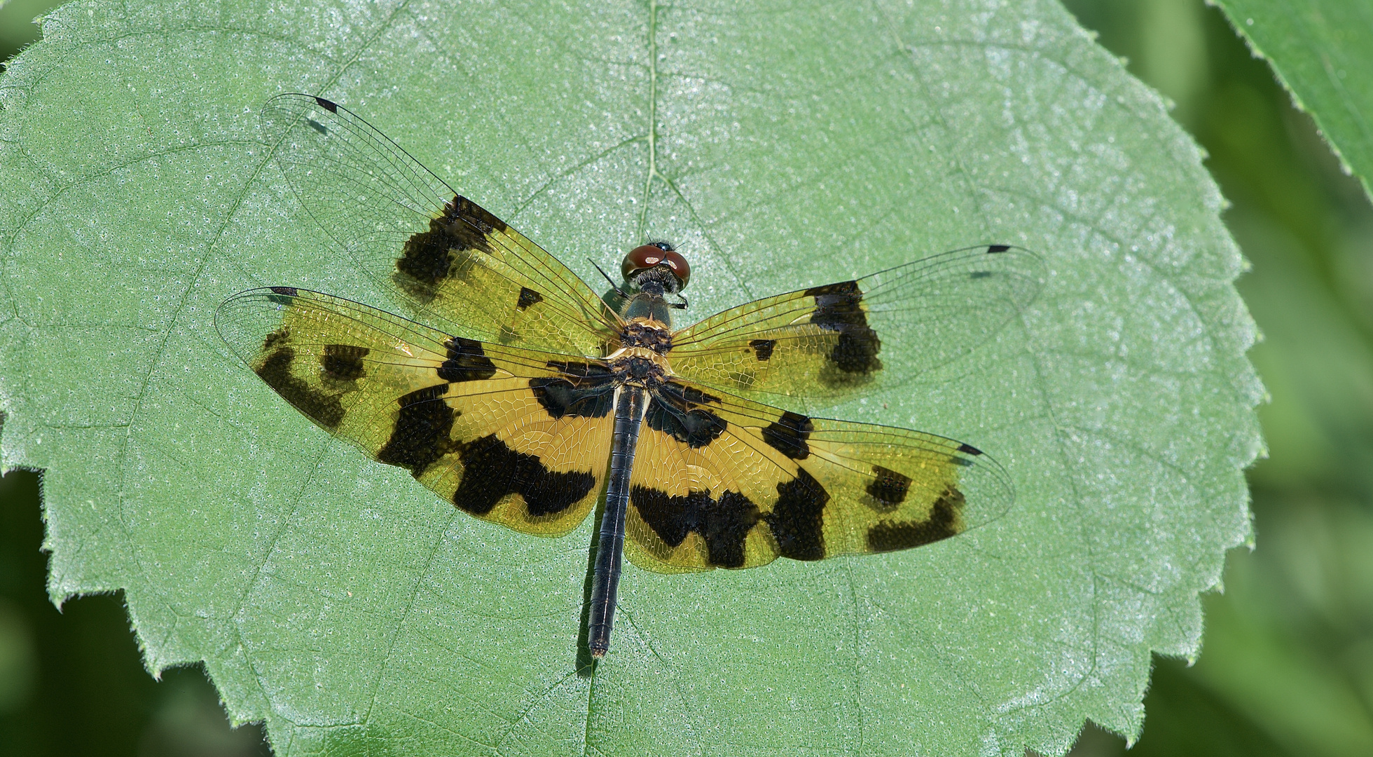 Libelle sp. aus dem Tropischen Regenwald von Thailand