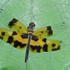 Libelle sp. aus dem Tropischen Regenwald von Thailand