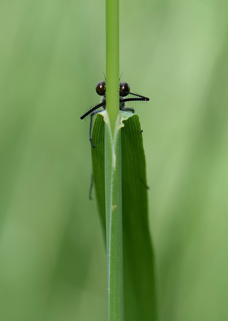 Libelle spielt Verstecken