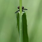 Libelle spielt Verstecken