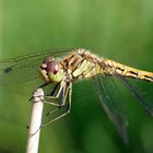 Libelle spontan im Wald