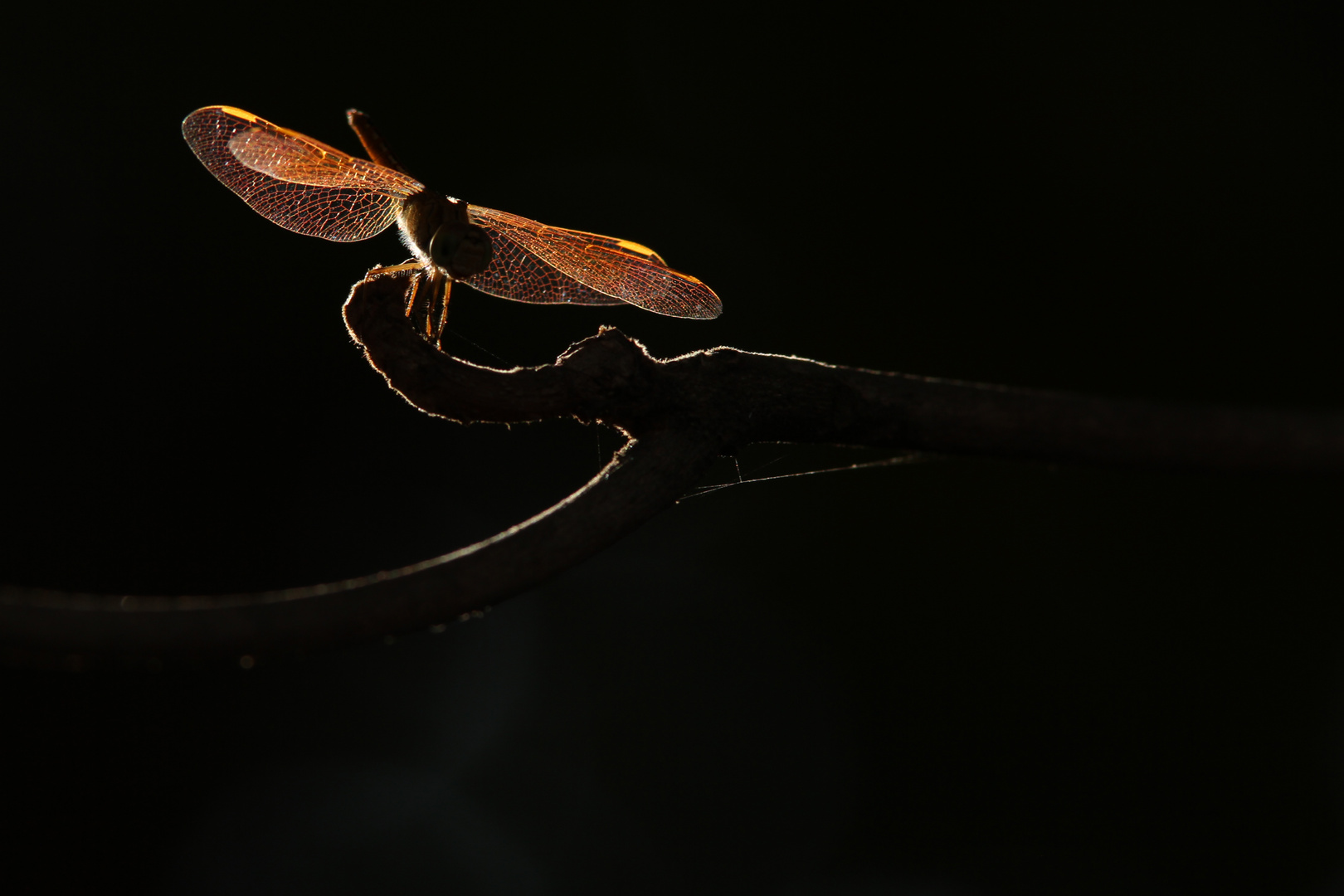 Libelle Sri Lanka