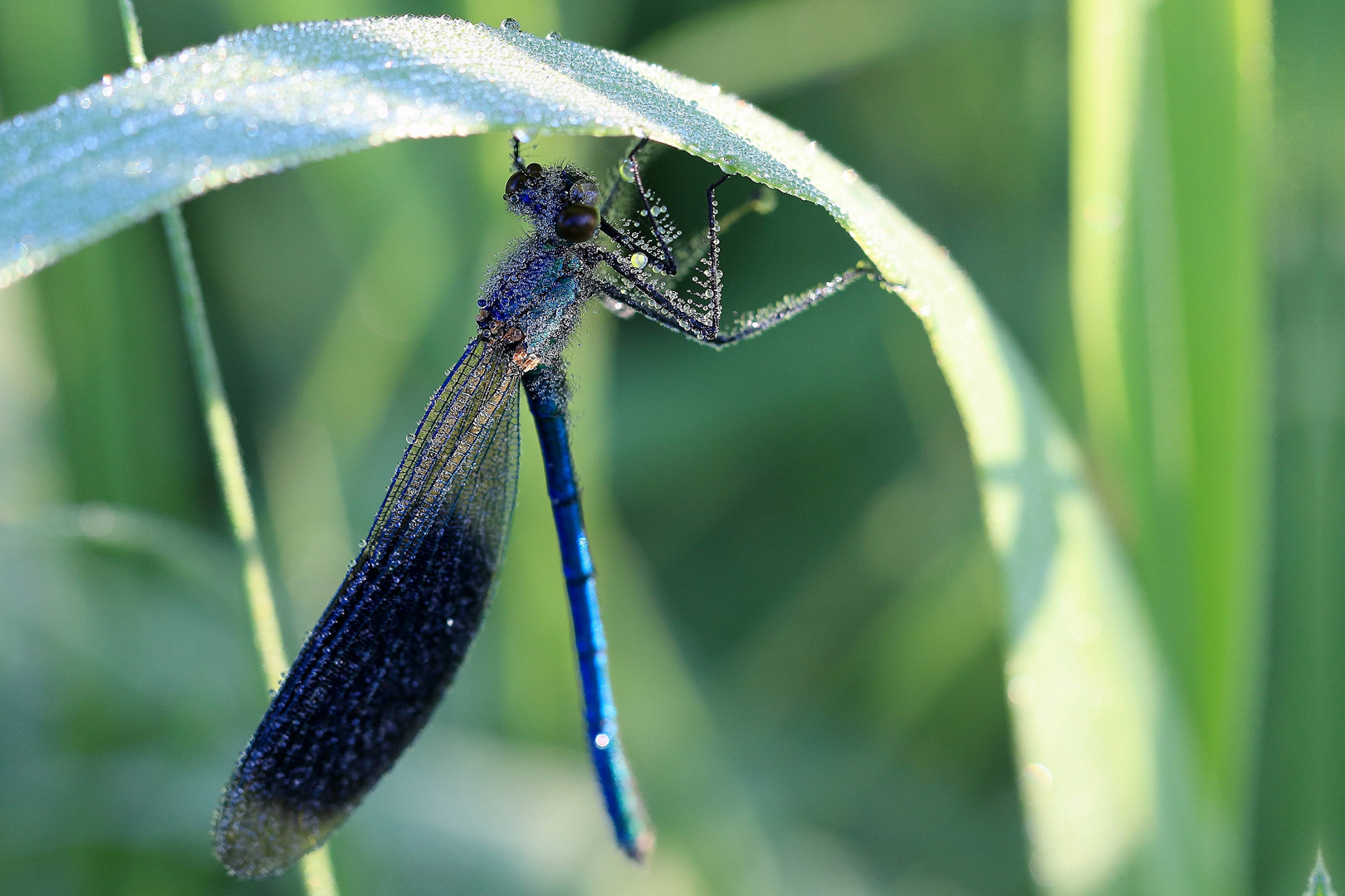 Libelle (Stack)