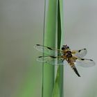 Libelle statt Schnee