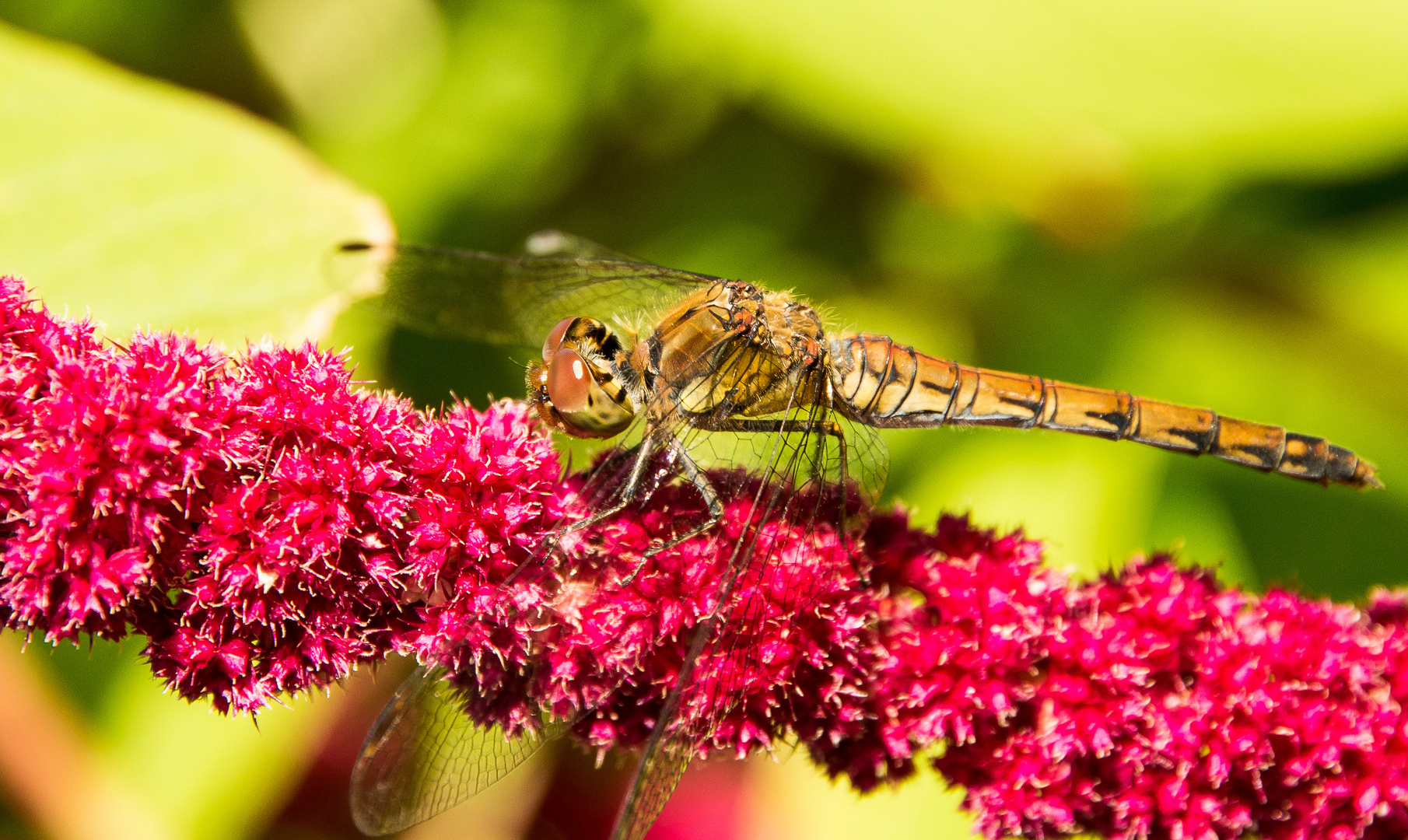 Libelle steht auf Amaranth