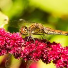 Libelle steht auf Amaranth