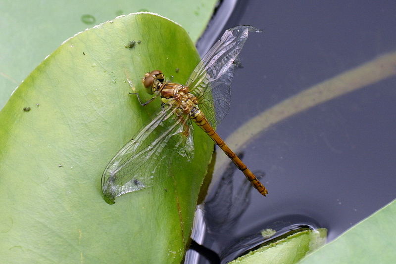 Libelle steigt nach dem endpuppen aus dem Wasser damit die Flügel aushärten .