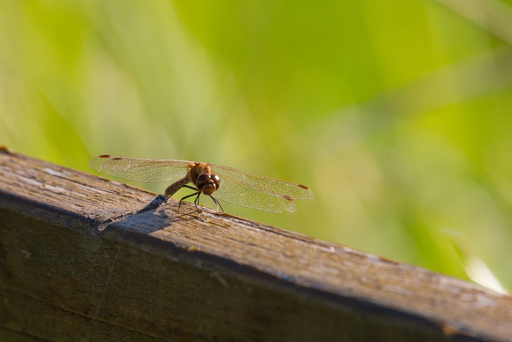 Libelle Stockweiher