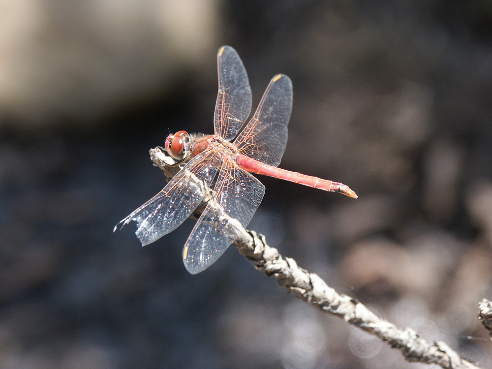 Libelle Südafrika