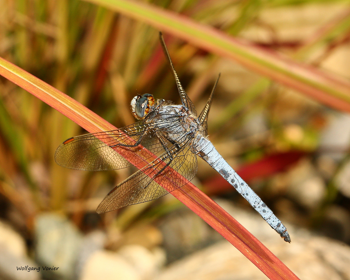 Libelle-Südlicher Blaupfeil (Orthetrum brunneum)