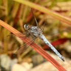 Libelle-Südlicher Blaupfeil (Orthetrum brunneum)