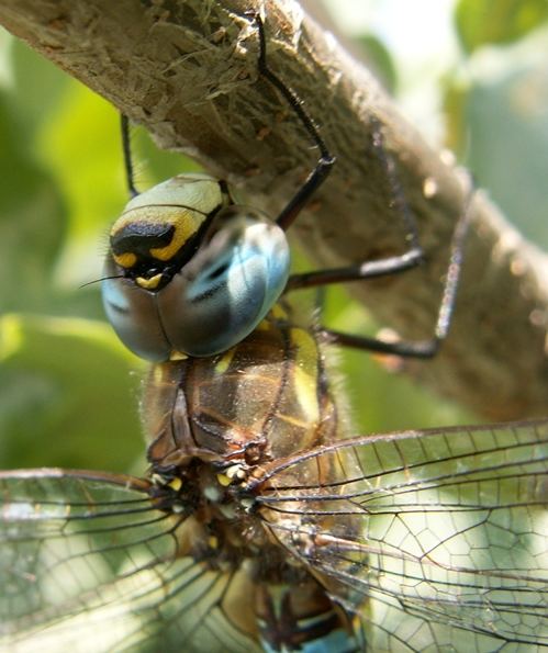 Libelle "Tigernase"