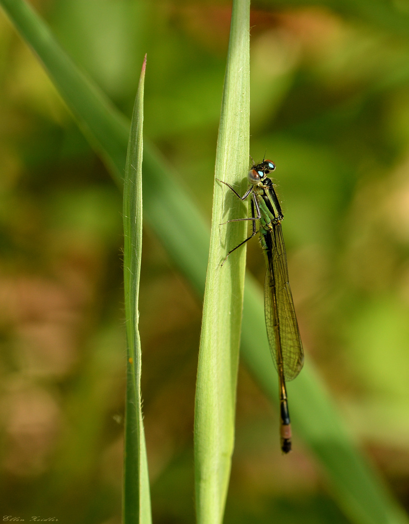 Libelle - Ton in Ton