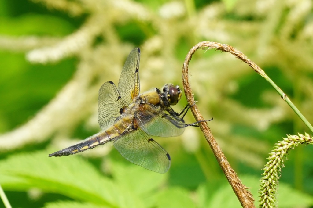 LIBELLE - Ton in Ton