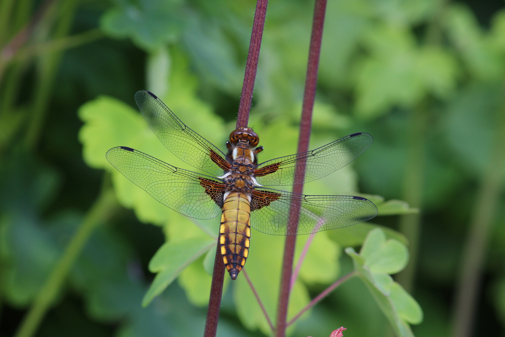 Libelle trifft Akelei