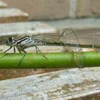 Libelle trifft auf Blattlaus