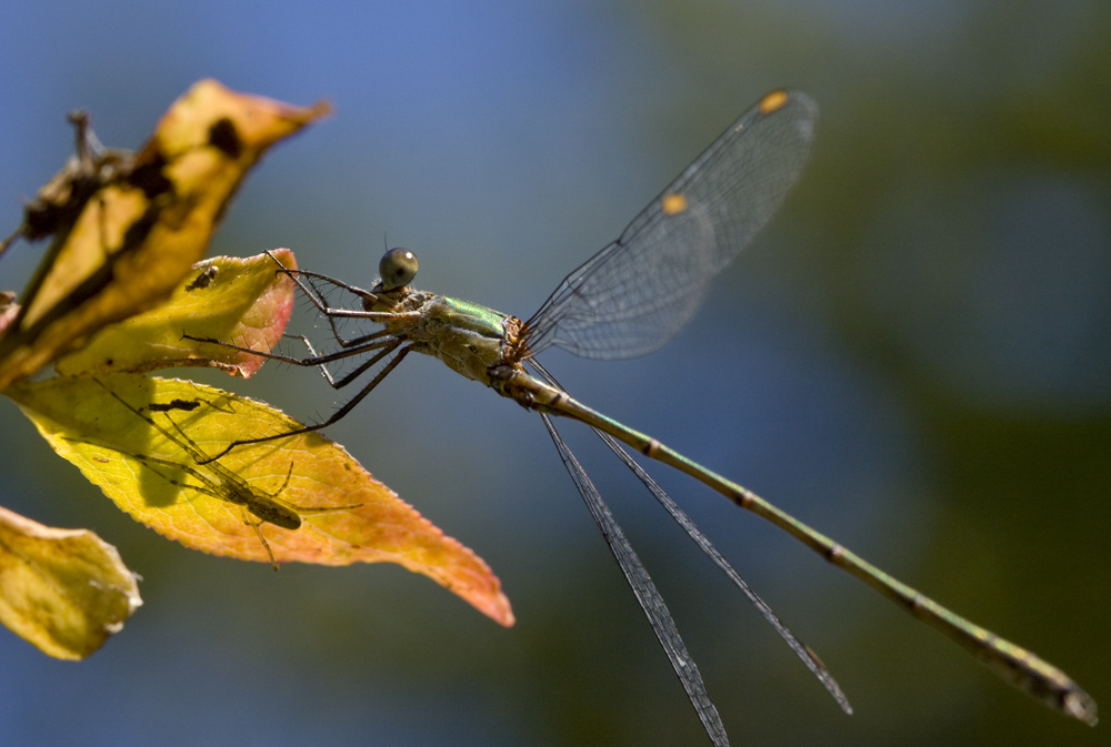 Libelle trifft Spinne