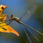 Libelle trifft Spinne