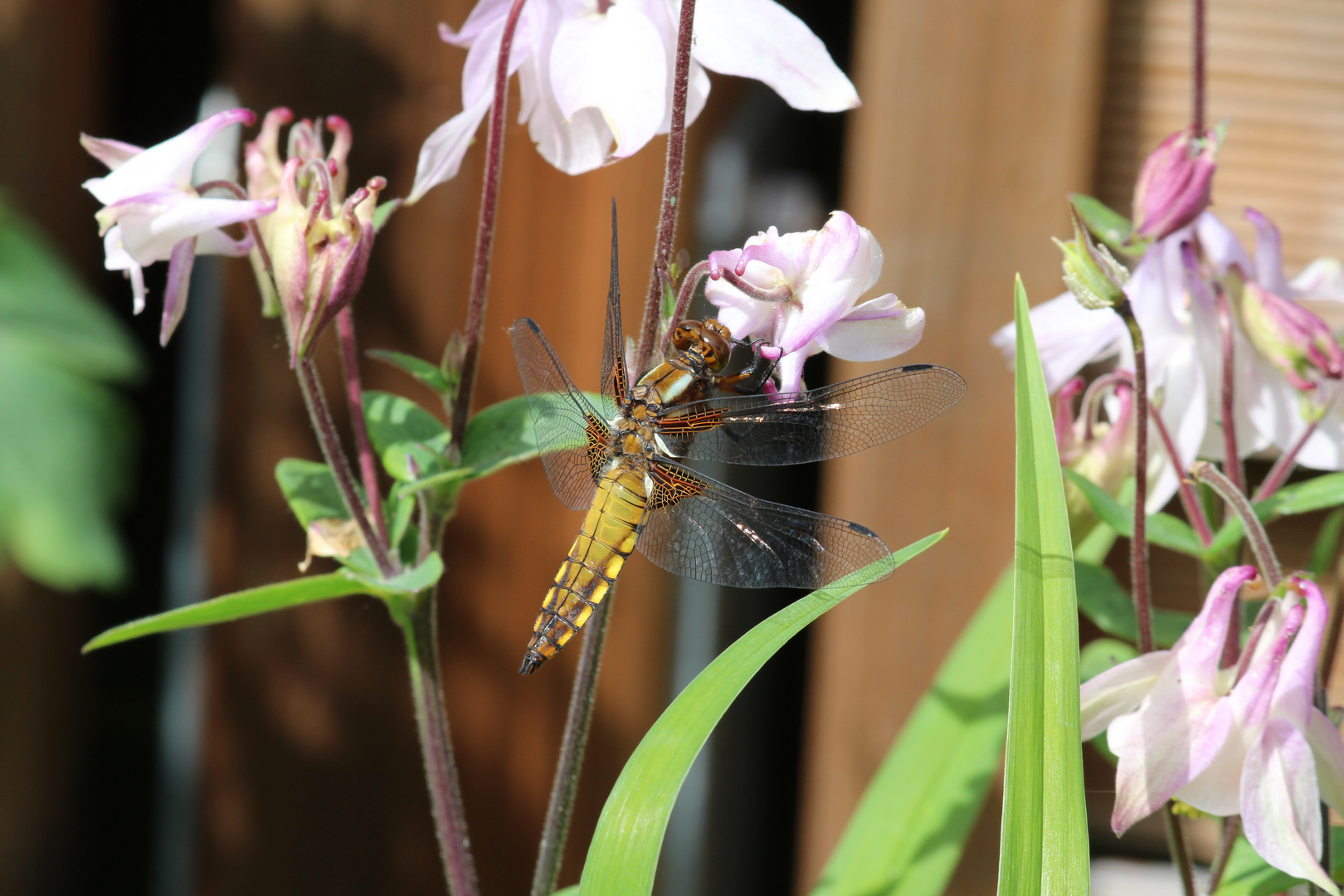 Libelle trift Akelei 2