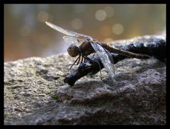 Libelle trocknet nach dem Wasserbad