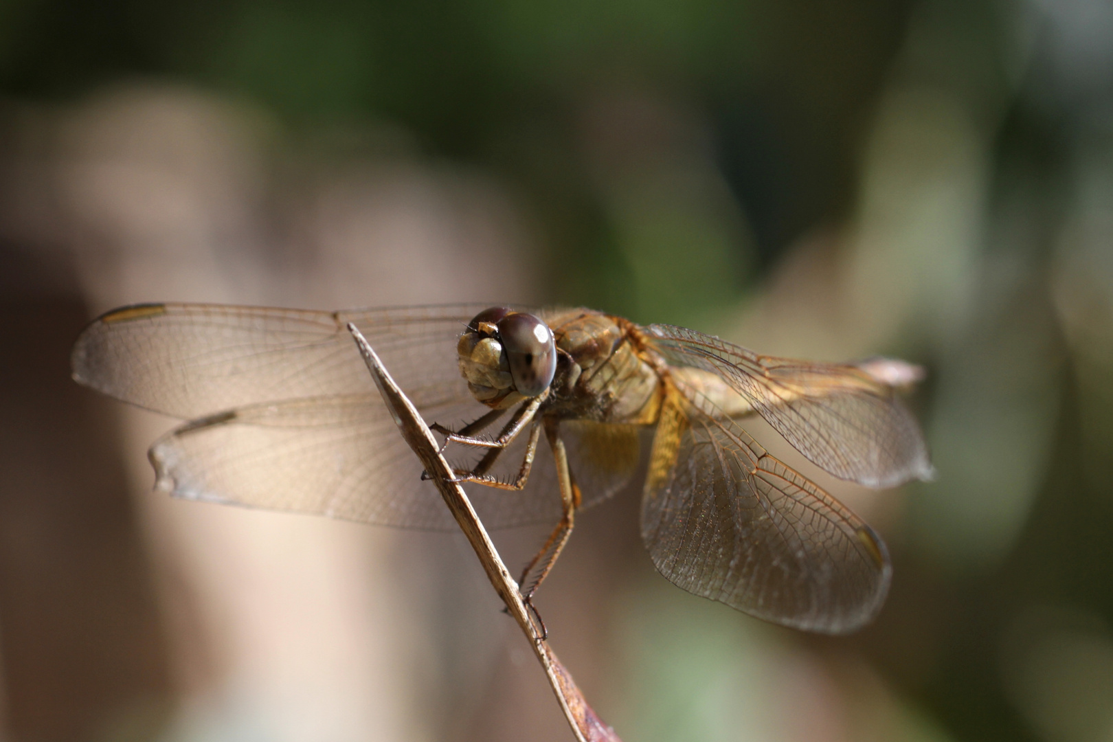 Libelle, Tunesien