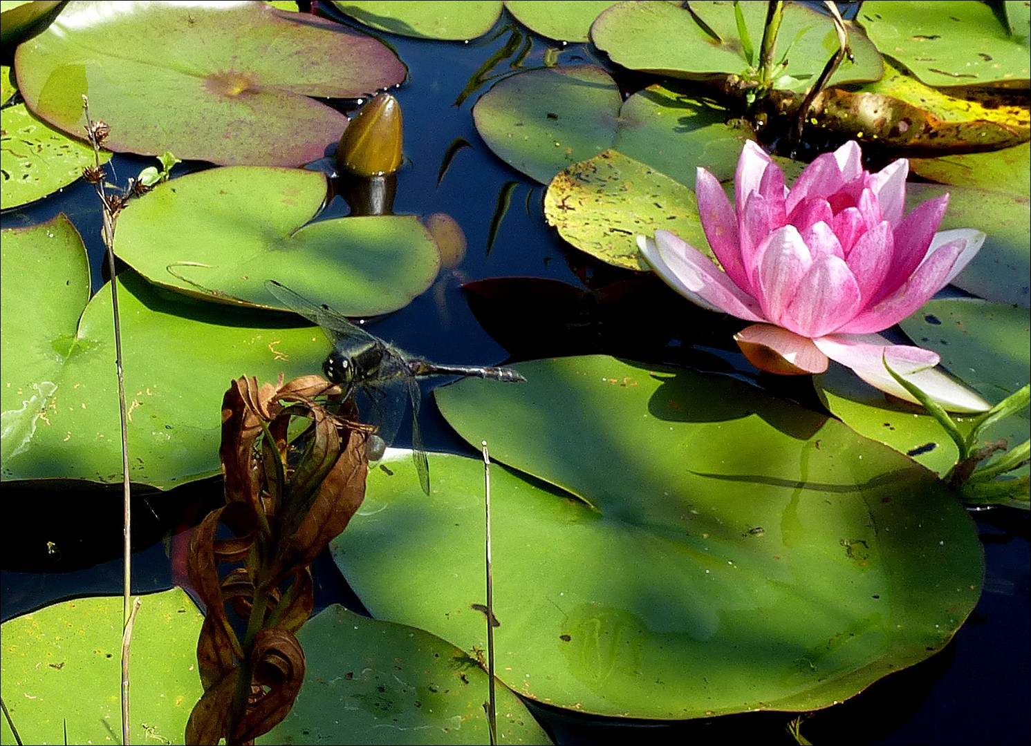 Libelle u. Seerose