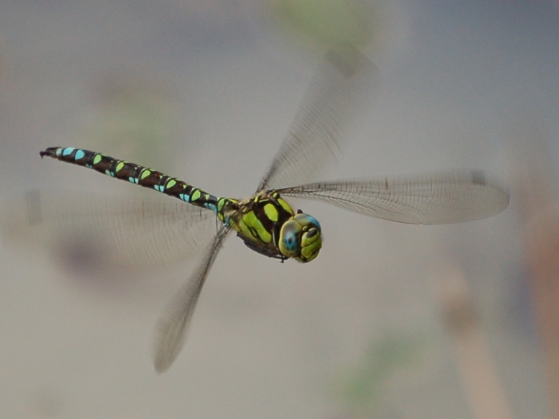 Libelle über einem Tümpel in einer Kiesgrube