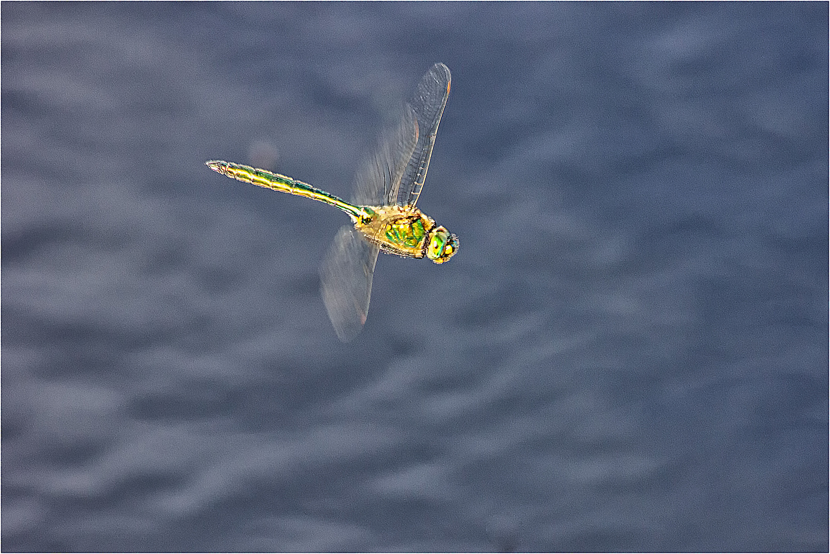 Libelle ...  übers Wasser fliegend