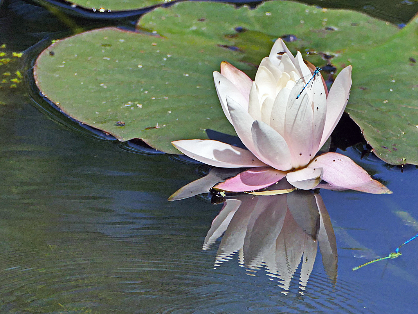 Libelle umschwirren die Seerose