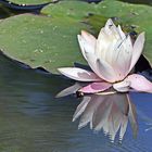 Libelle umschwirren die Seerose