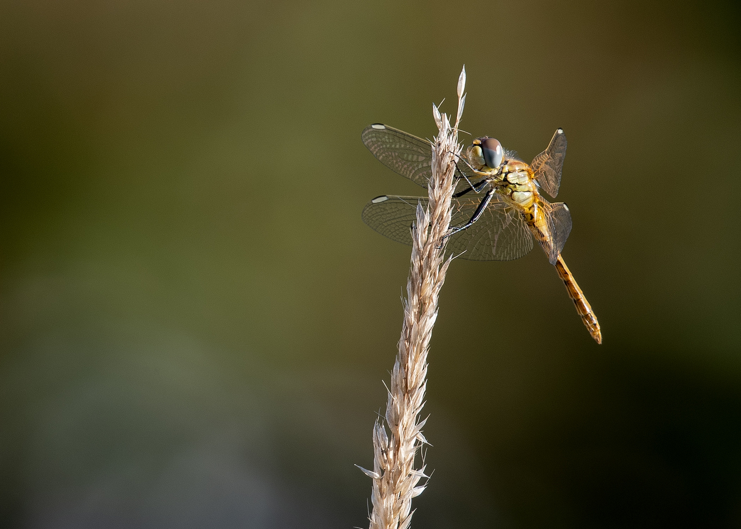 Libelle unbekannter Art