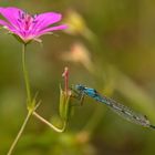 Libelle und Blüte