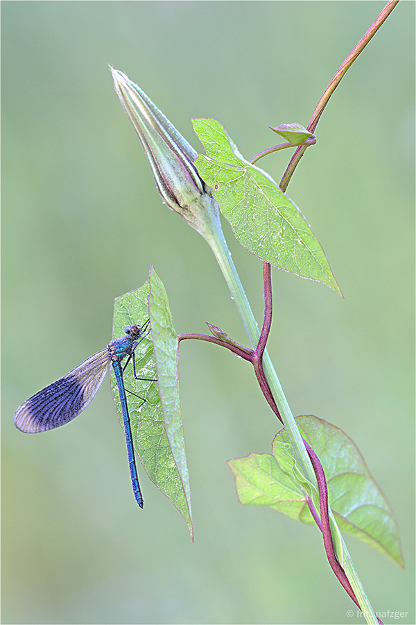 Libelle und Co.