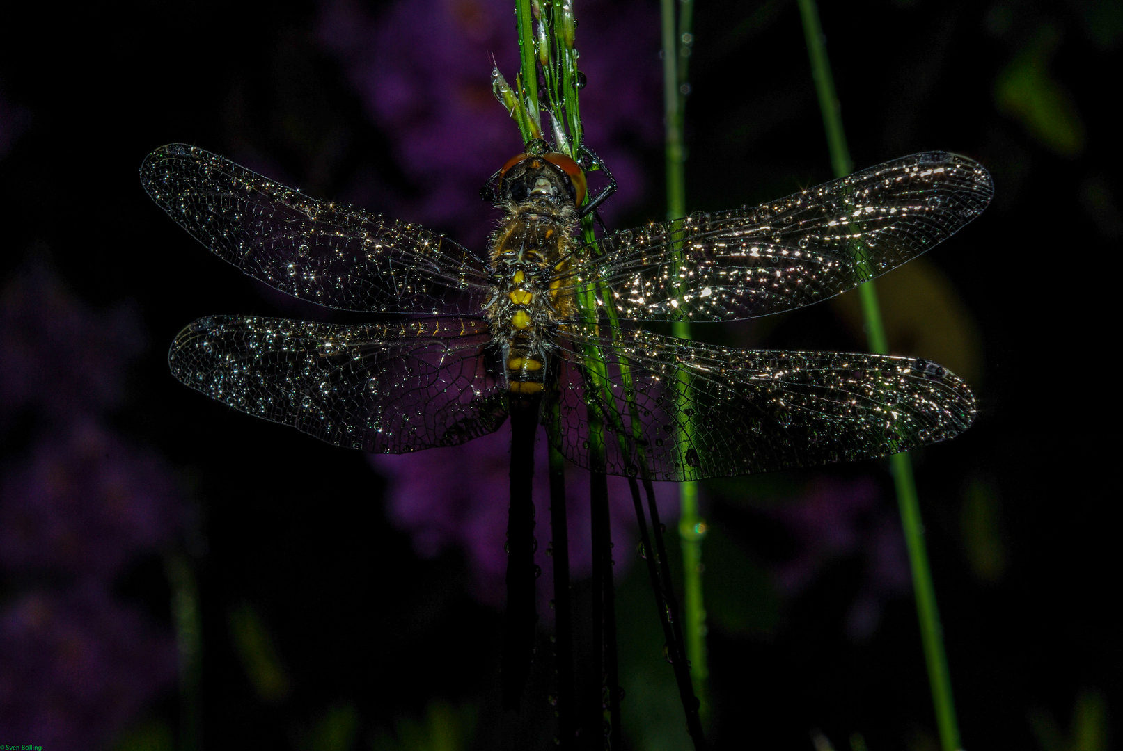 Libelle und Dreckswetter